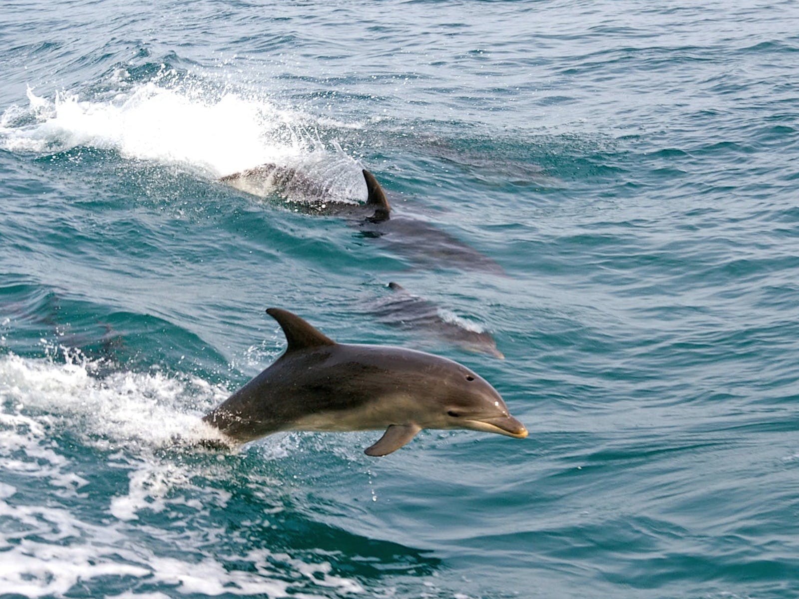Dolphins